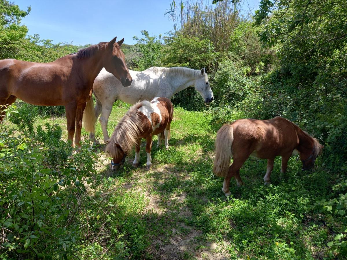 Casinha De Campo- Quintinha Dos Cavalos- Арруда-душ-Виньюш Экстерьер фото